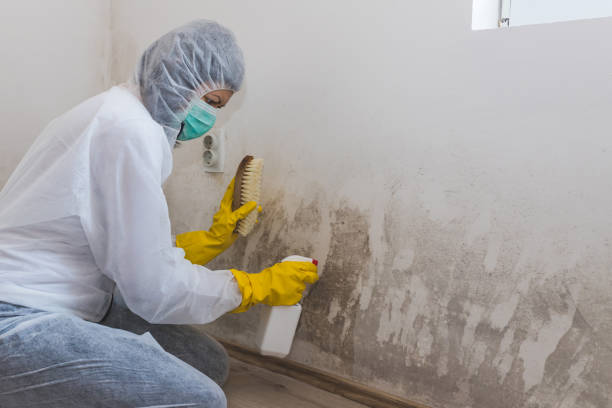 Forensic Mold Investigation in Harrodsburg, KY