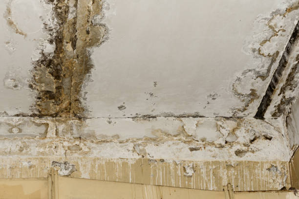 Best Commercial Mold Inspection  in Harrodsburg, KY