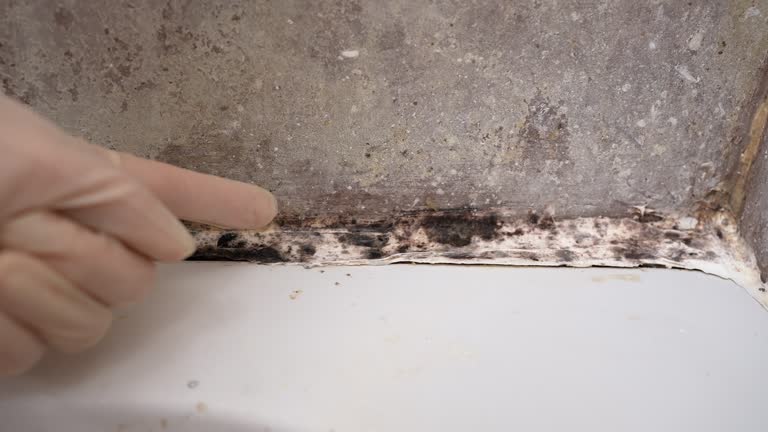 Best Environmental Consulting for Mold Prevention  in Harrodsburg, KY