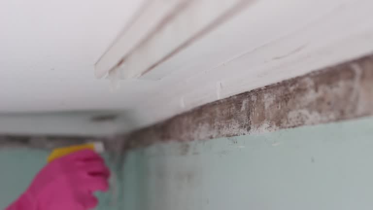 Best Emergency Mold Remediation  in Harrodsburg, KY